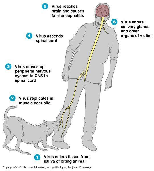 بیماری هاری (Rabies)